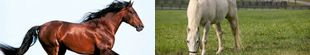 pension chevaux lot et garonne 47